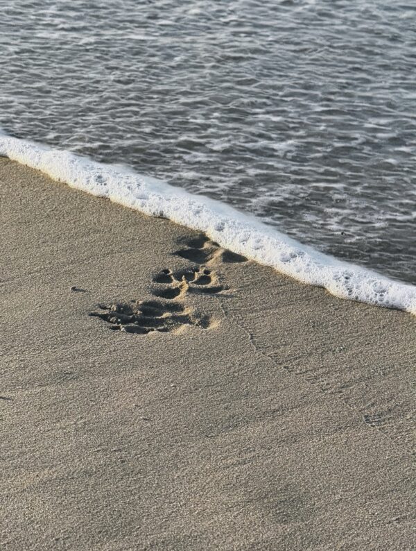  - Image 4 of 8