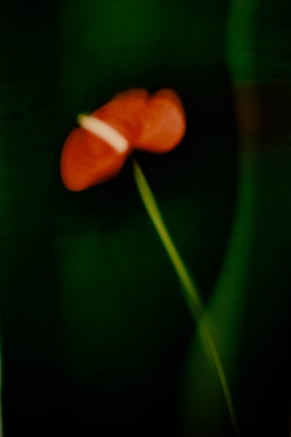  - Image 6 of 8